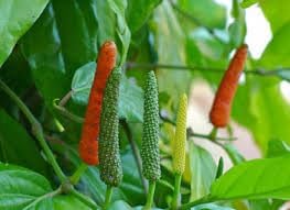 Longum Pepper Seeds for Planting heirloom & Non-GMO Seeds